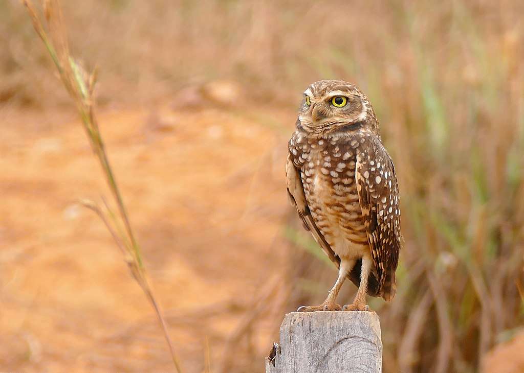 Burrowing Owl standing on a post