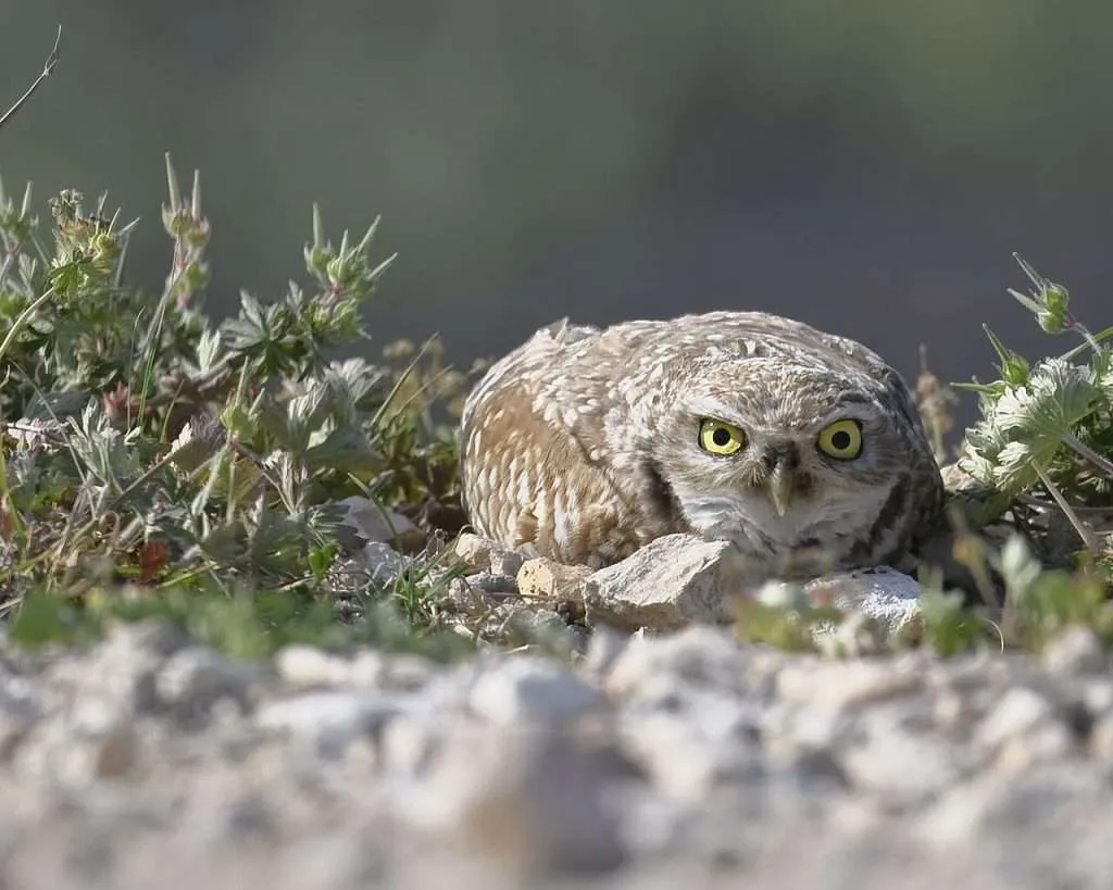 Burrowing Owl crouching on the ground