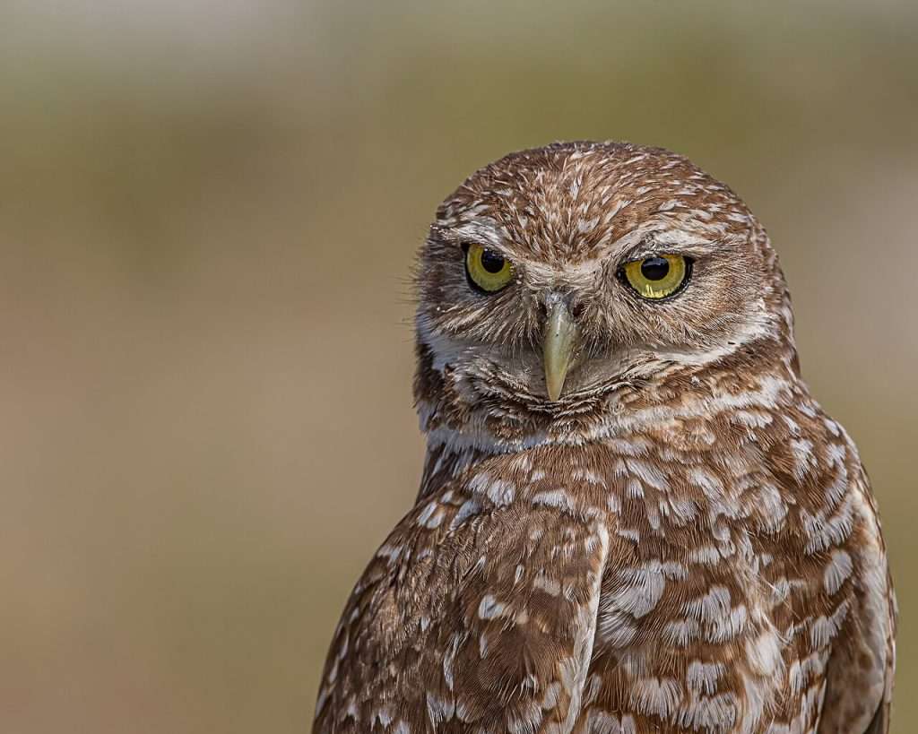 Burrowing Owl close up of head