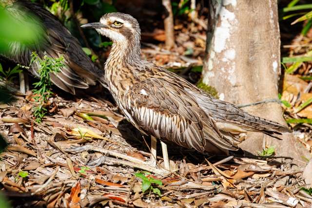 A long legged large brown bird sits on leaves.