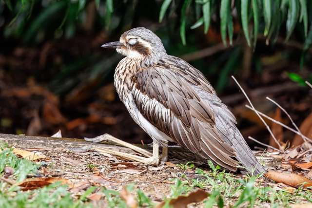 A long legged large brown bird sits on grass.