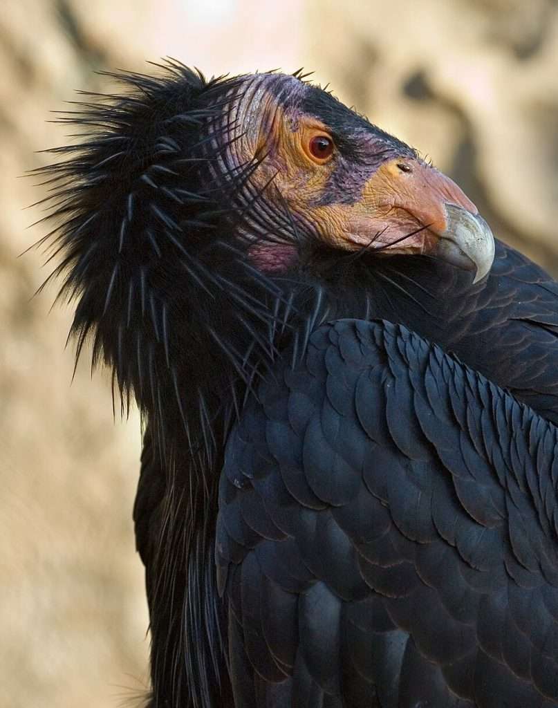Huge raptor with black plumage, bald head and large, sharp beak.