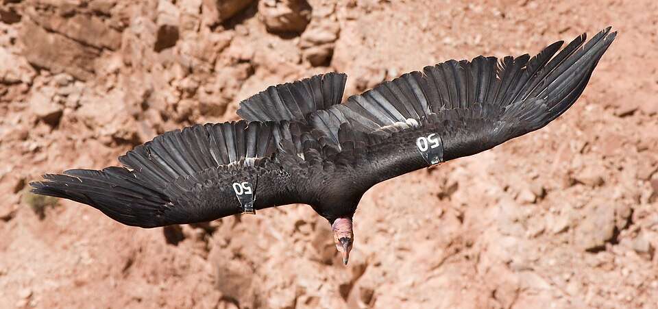 Huge raptor with black plumage, bald head and large, sharp beak. It is in flight and has markers on the wing.