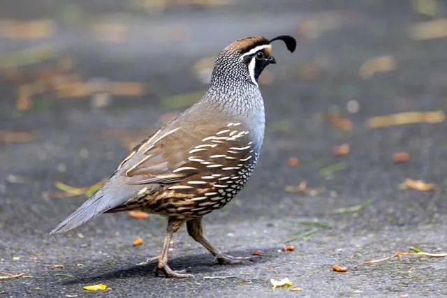 Male game bird with striking brown, cream and gray patterning and dangling black crest.