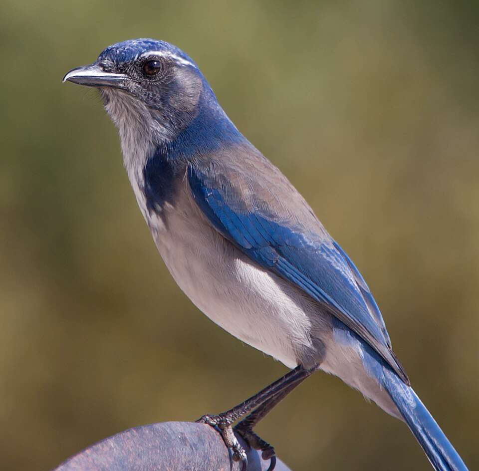 Large songbird with attractive blue, and gray patterns.