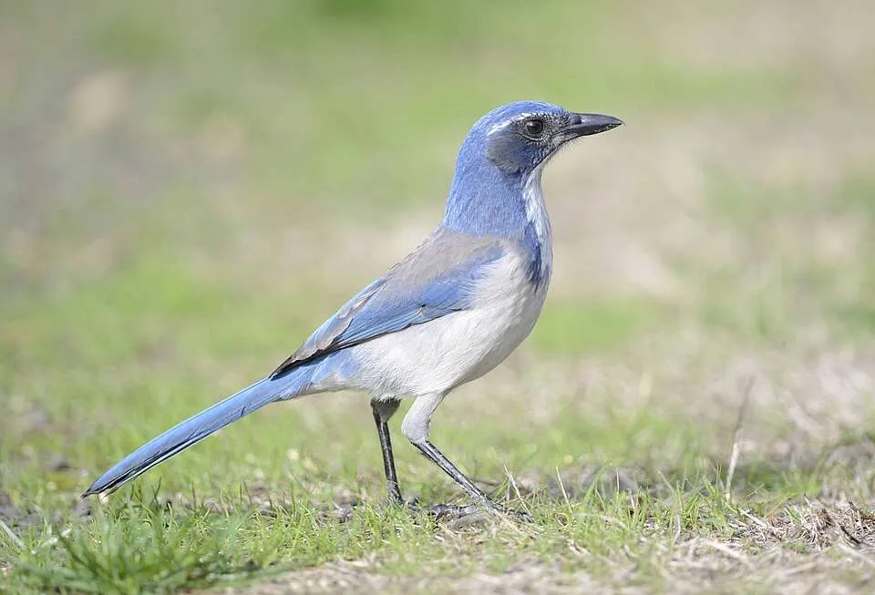 Large songbird with attractive blue, and gray patterns.