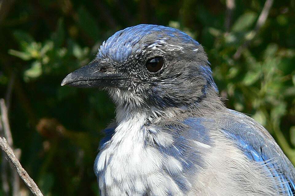 Large songbird with attractive blue, and gray patterns.