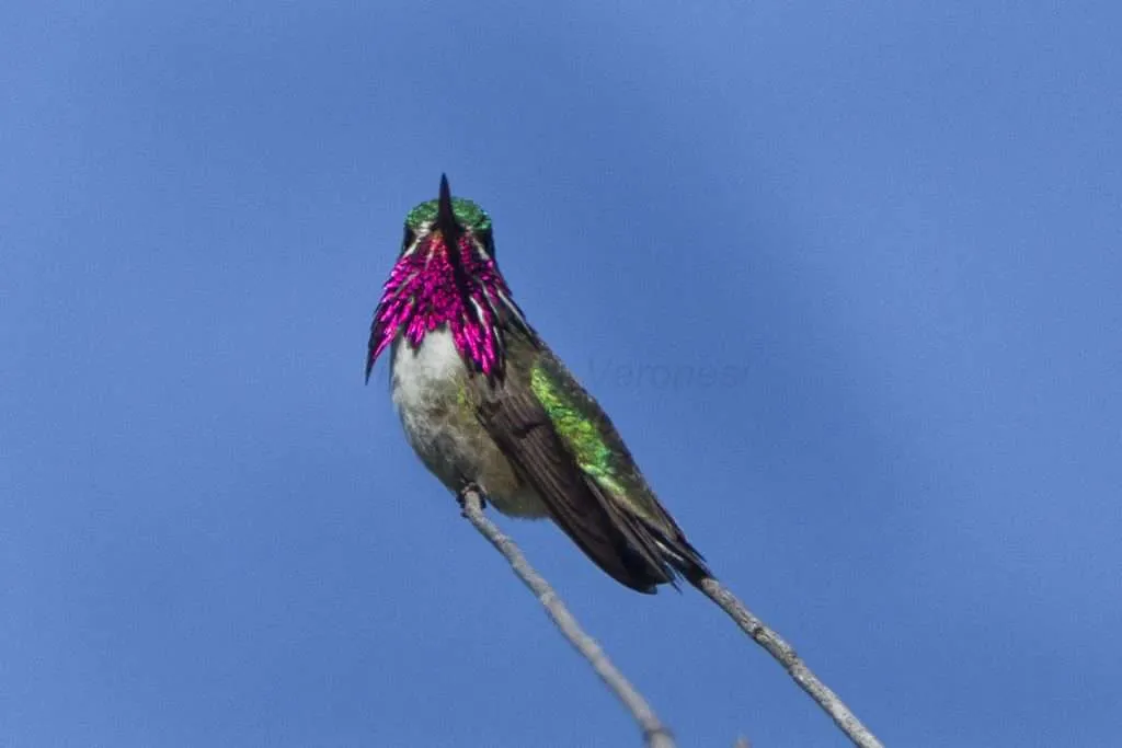 Calliope Hummingbird showing pink gorget