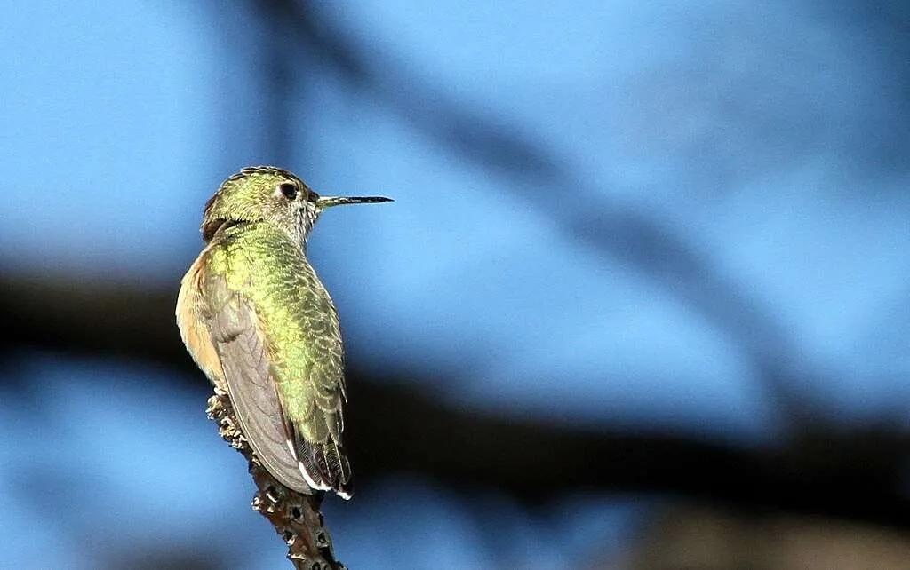 Calliope Hummingbird looking away