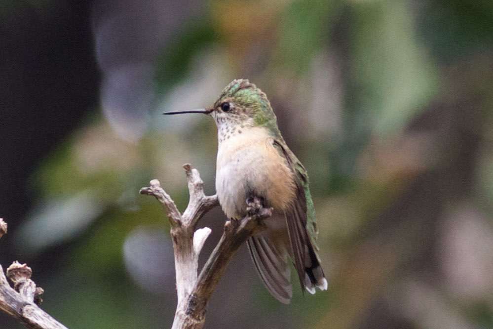 Female Calliope Hummingbird on a branch