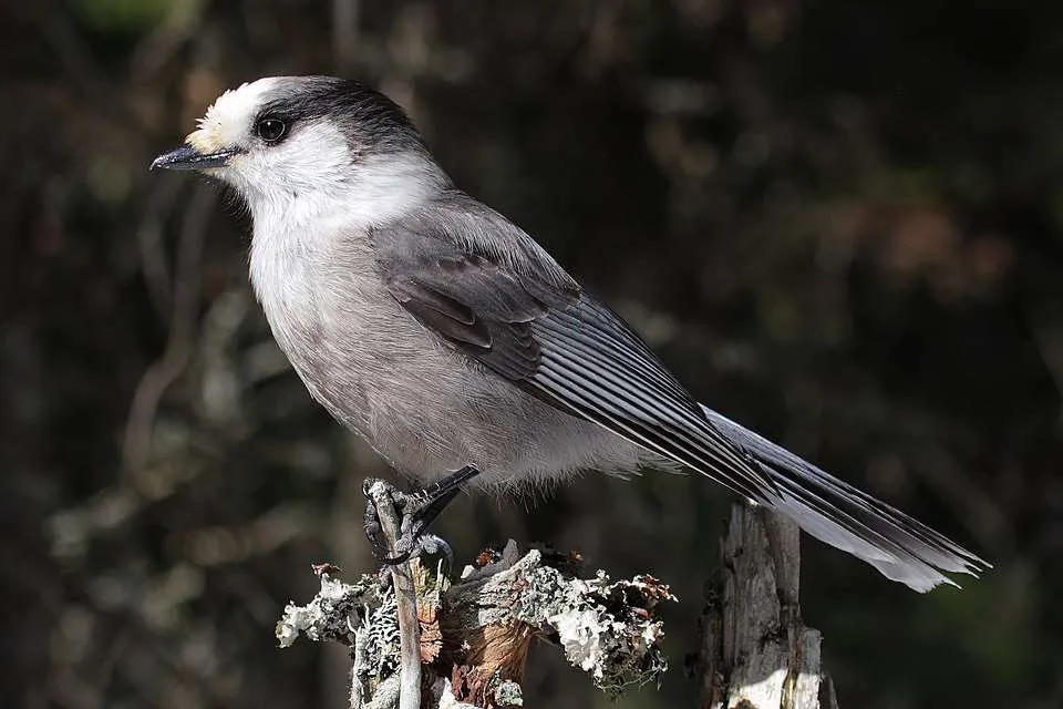 Medium sized bird with colors from black to white through gray.