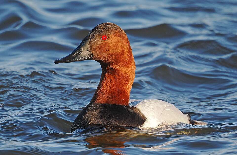 Attractive duck with bright red head and neck.