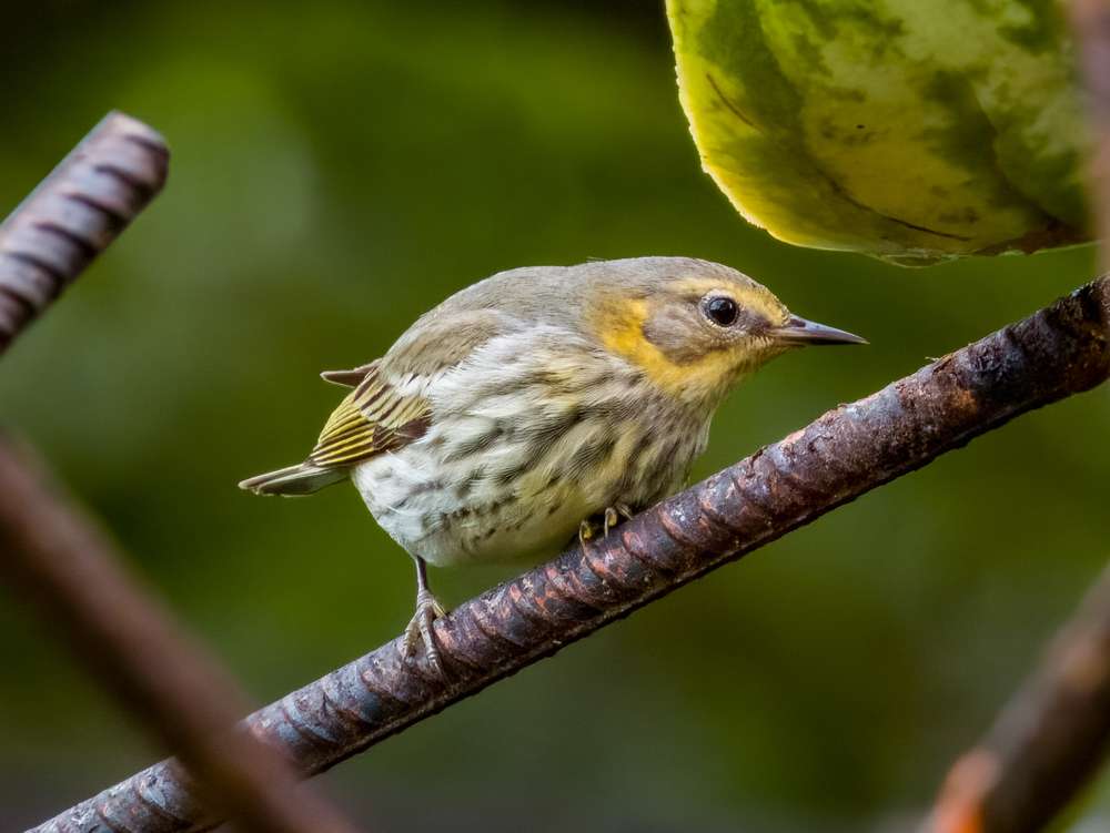 Cape May Warbler on a thick wire