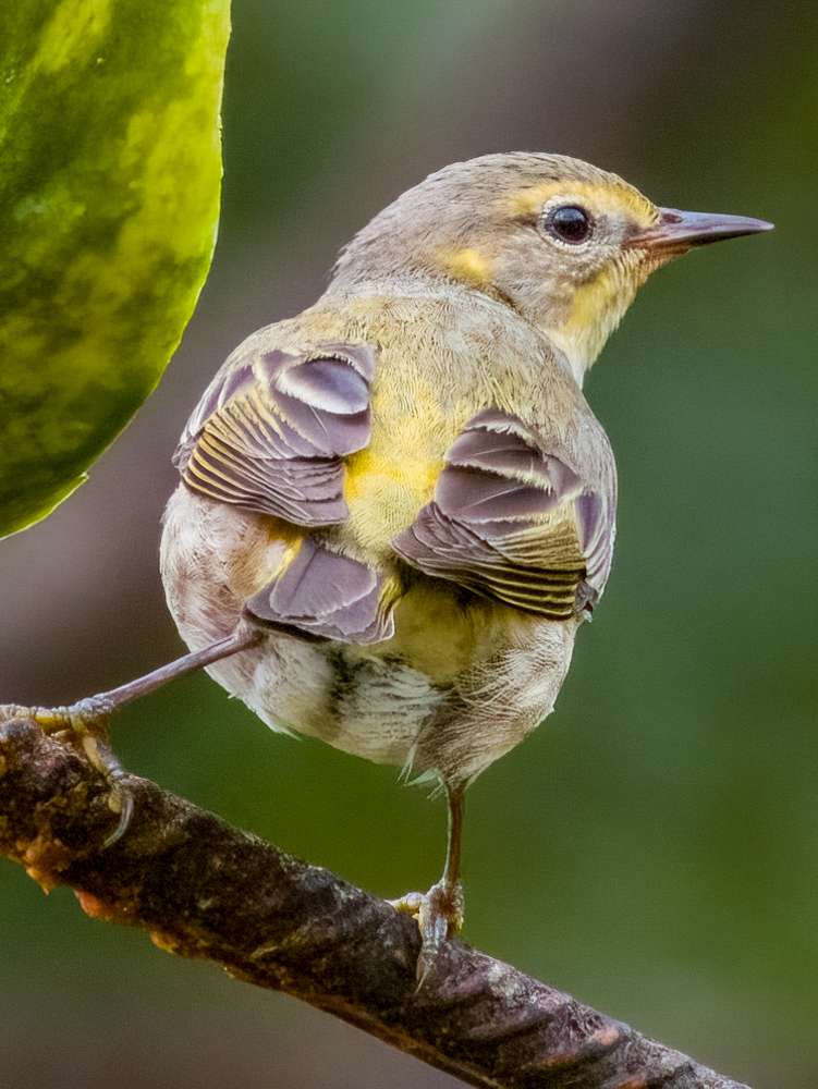 Cape May Warbler looked behind itself