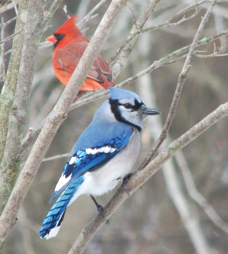 A Blue Jay sits on a branch and a red cardinal sits behiund it