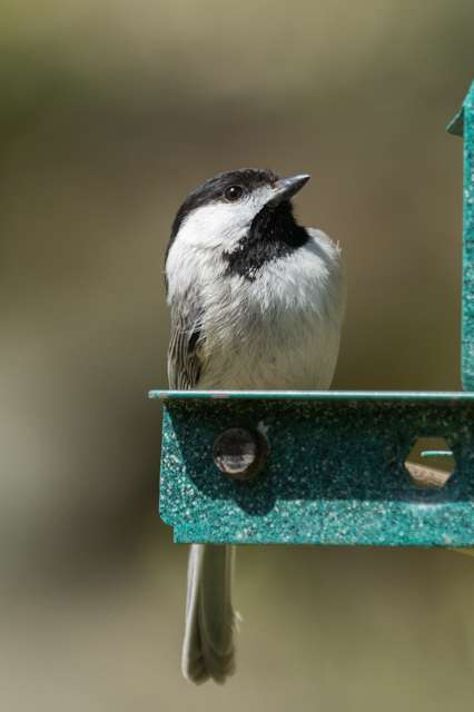 Very small bird on a bird feeder. It is pale grey and brown with a black head and chin.