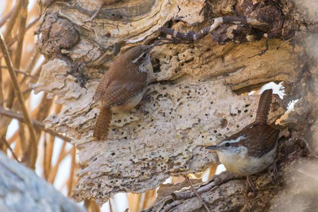 Pair of small brown and cream birds exploring holes in a branch,
