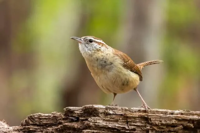 Small brown and cream bird stretching on top of a log.