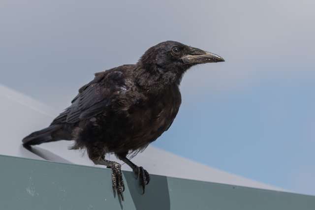 Large glossy black crow with big bill.