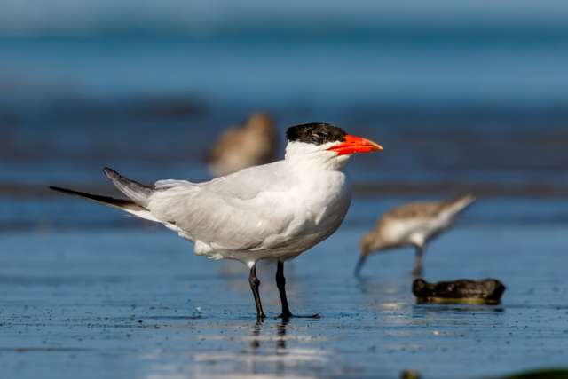 Large white tern with black head and large red bill.