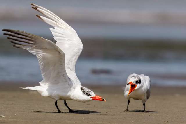 Large white terns with black speckled head and large red bill.