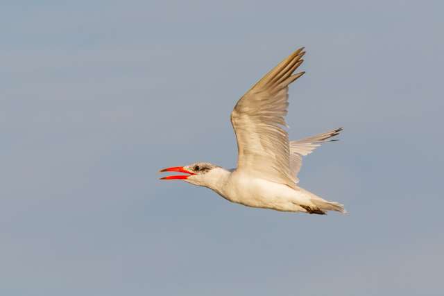 Large white tern with black speckled head and large red bill.