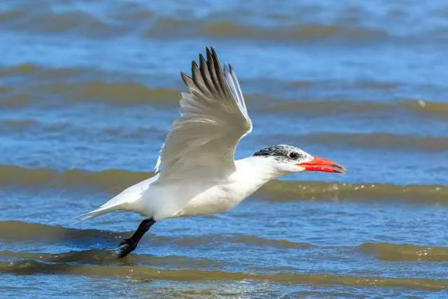 Large white tern with black speckled head and large red bill.