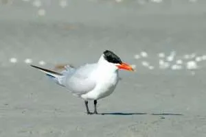 Large white tern with black head and large red bill.