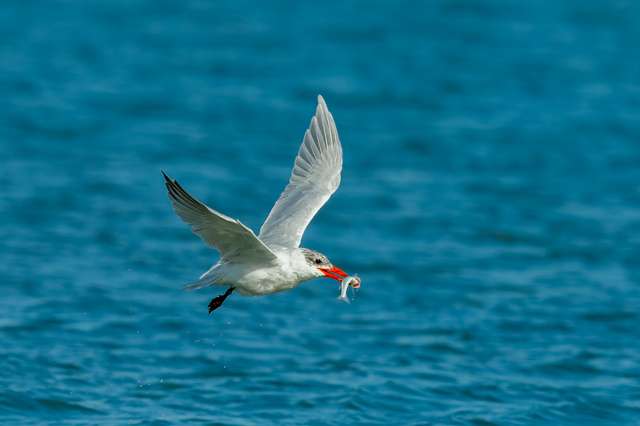 Large white tern with black speckled head and large red bill.