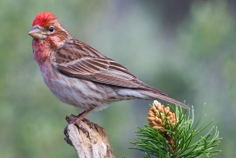 Male Cassin's Finch standing on a fir branch