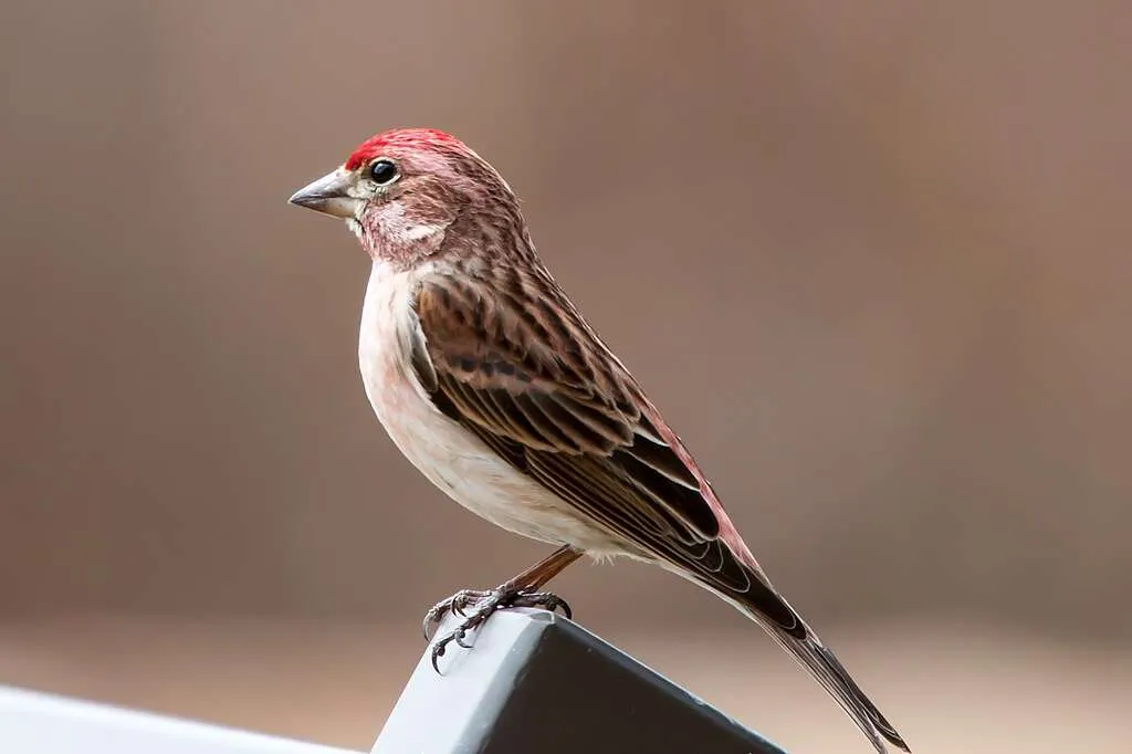 Male Cassin's Finch standing on a metal frame