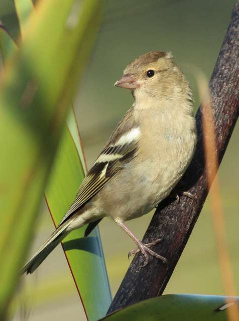 A small finch with brown breast, grey head and dark wing bars.