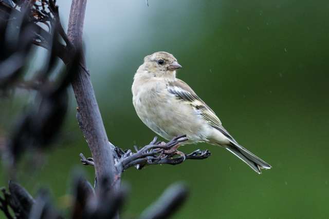 A small finch with brown breast, grey head and black wing bars.