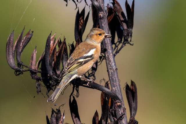 A small finch with red breast, grey head and black wing bars.