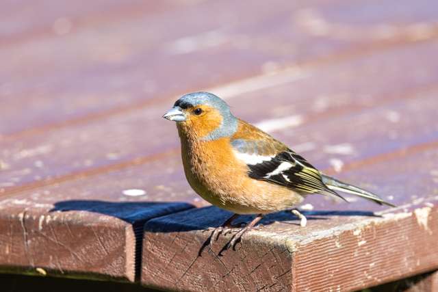 A small finch with red breast, grey head and black wing bars.