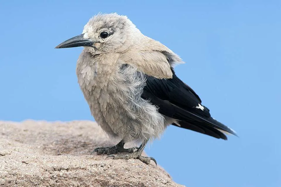 A large grey bird with black wings.