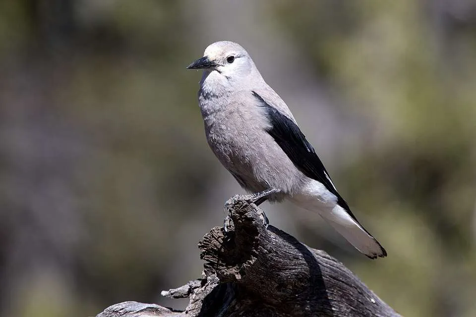 A large grey bird with black wings.
