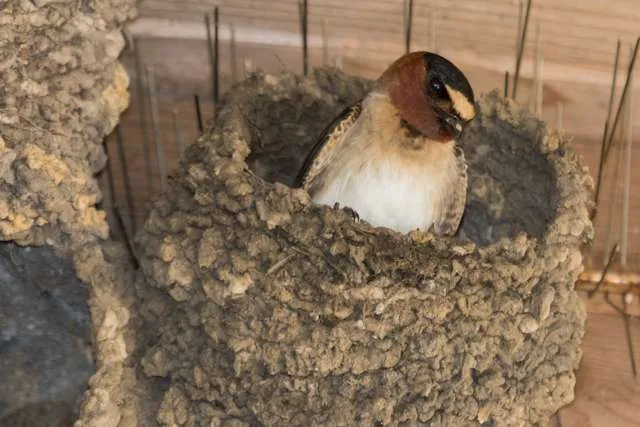 Swallow sitting in its nest. It has a bream breast, brown face and dark cap with a white blob on the forehead.