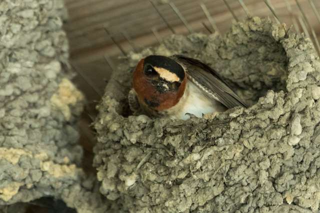Swallow sitting in its nest. It has a bream breast, brown face and dark cap with a white blob on the forehead.