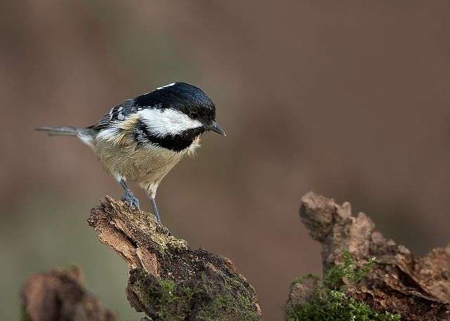 Small bird whith brown body, black head and white cheeks.