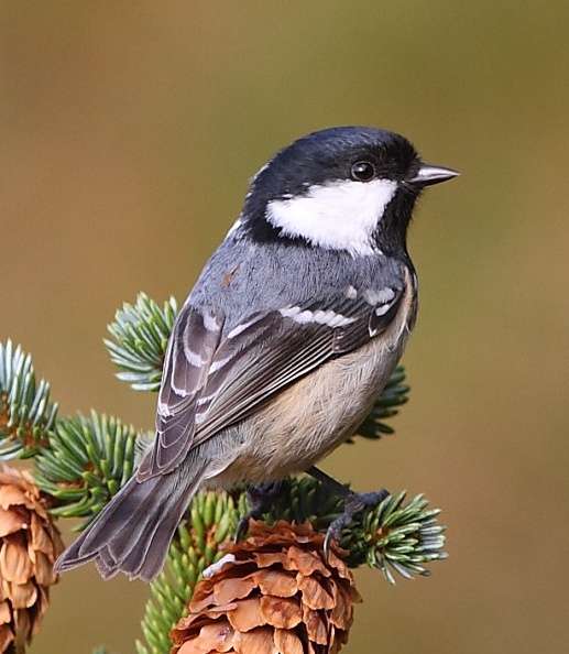 Small bird whith brown body, black head and white cheeks.