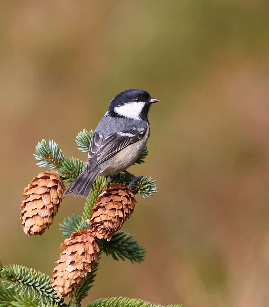 Small bird whith brown body, black head and white cheeks.