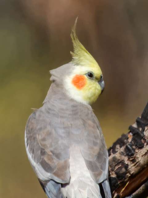 A small gray parrot with a pale face, orange spot on the cheek. It has a yellow crest.