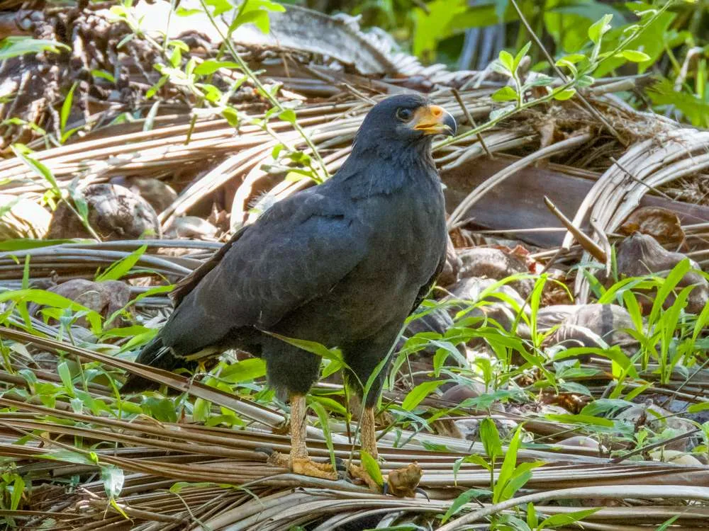 Common Black Hawk with a kill in its claws