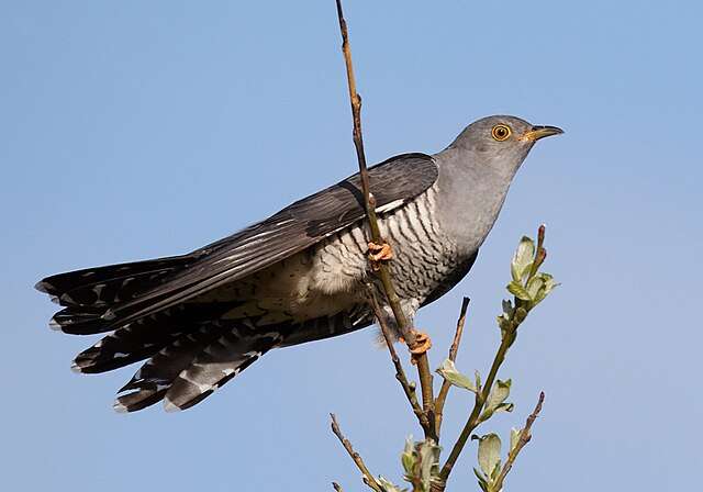 Large grey bird with barred breast and yellow ringed eye.
