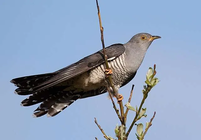 Large grey bird with barred breast and yellow ringed eye.