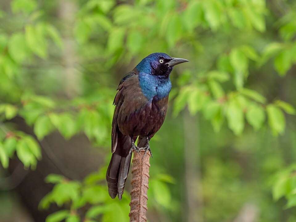 Medium sized dark bird with iridescent head.
