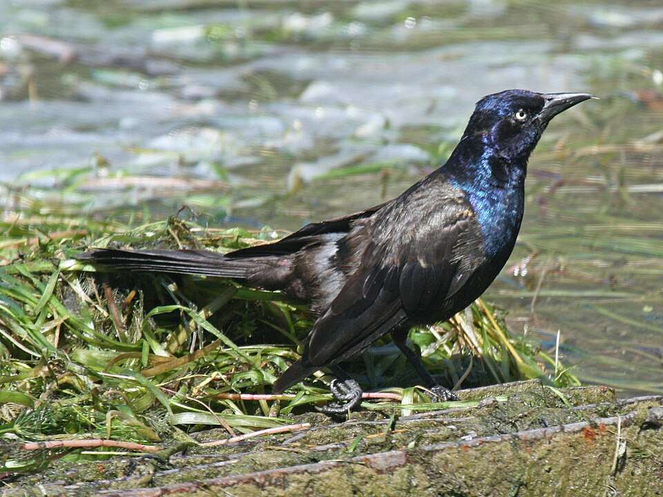 Medium sized dark bird with iridescent head.