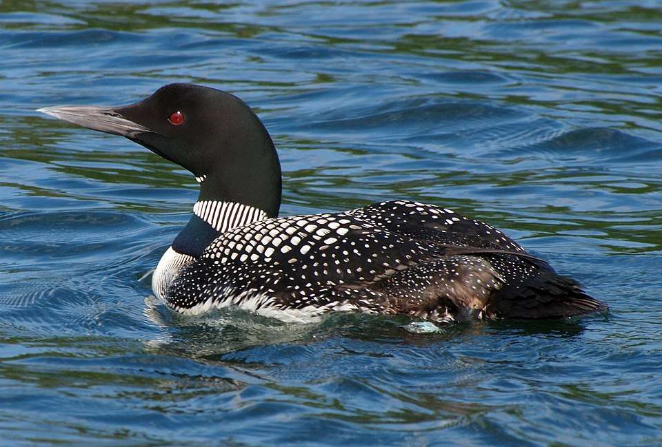 Striking waterbird with pointed black face and patterned body.
