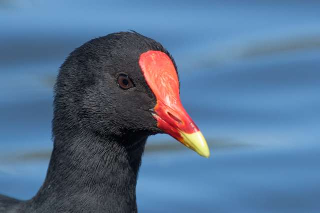 Head shot of a dark waterbird with bright red bill with a yellow tip.